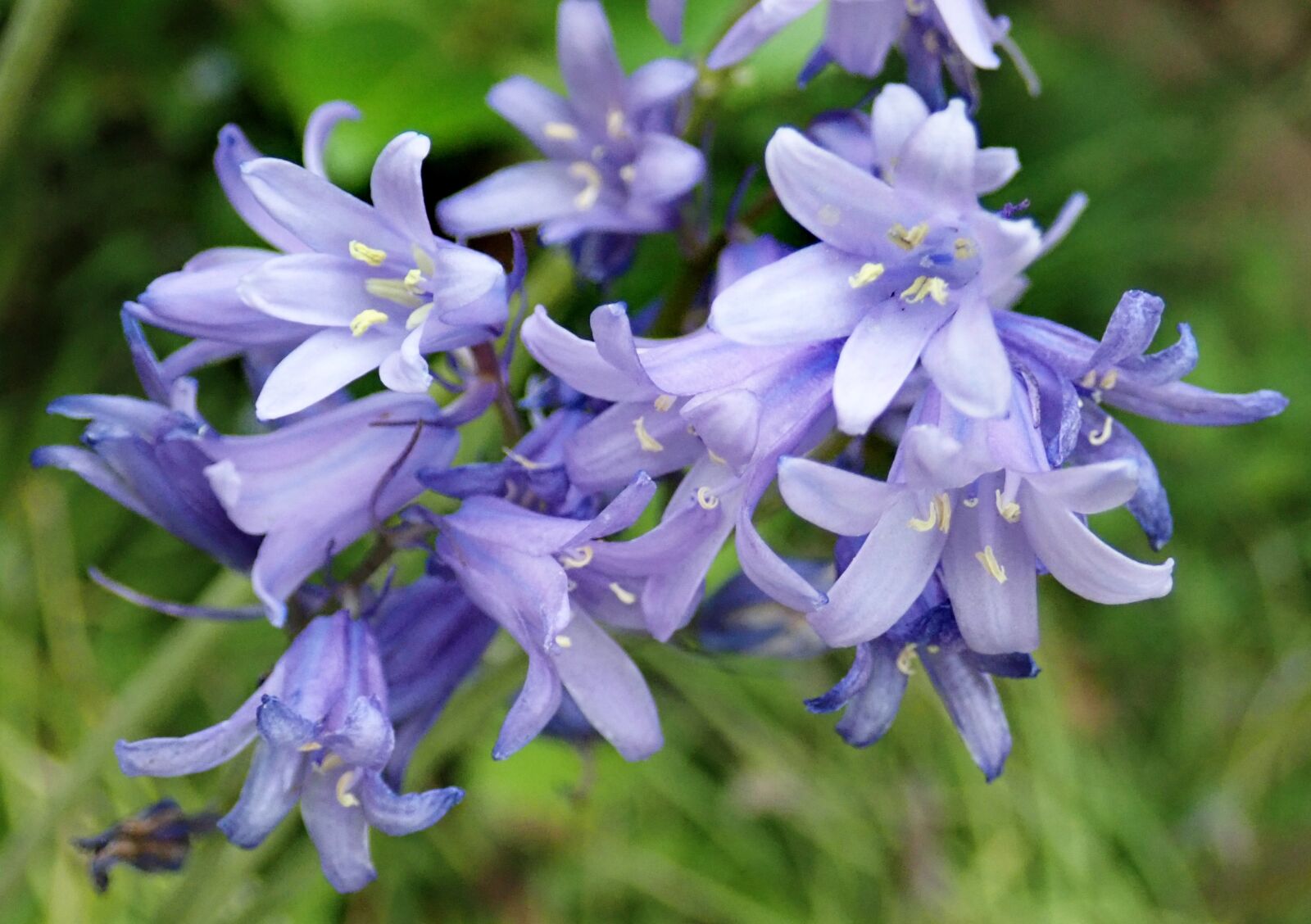 Olympus TG-5 sample photo. Flowers, bluebells, bulbs photography