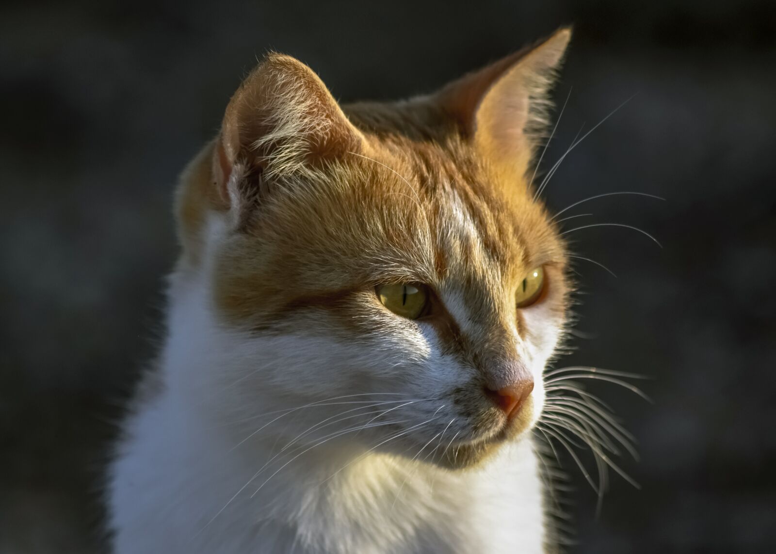 Nikon D3300 sample photo. Cat, stray, animal photography