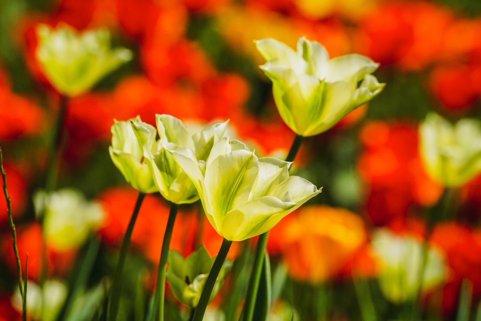 Sony DT 55-300mm F4.5-5.6 SAM sample photo. Tulips, flowers, spring photography