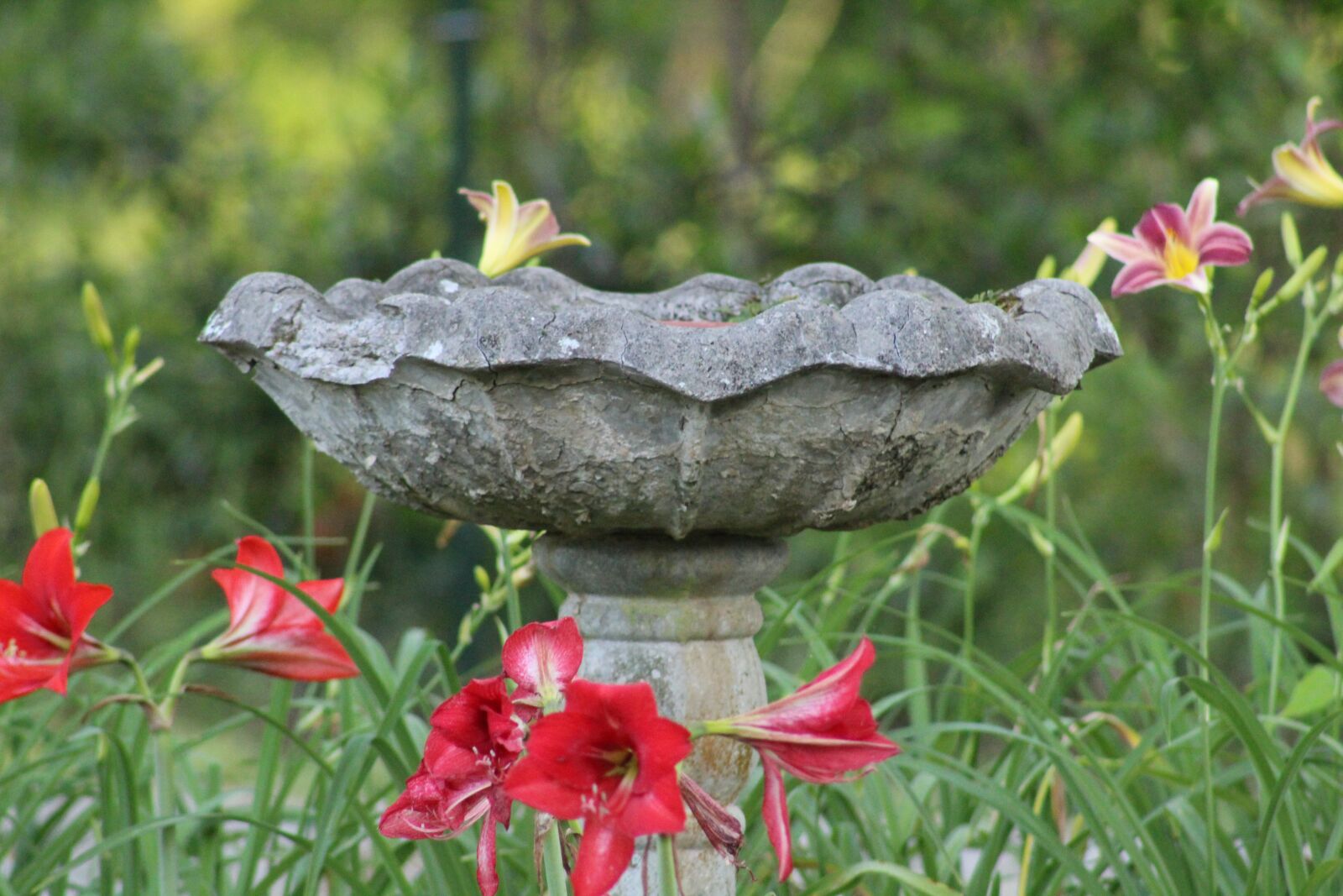 Canon EF75-300mm f/4-5.6 sample photo. Bird, birdbath, old photography