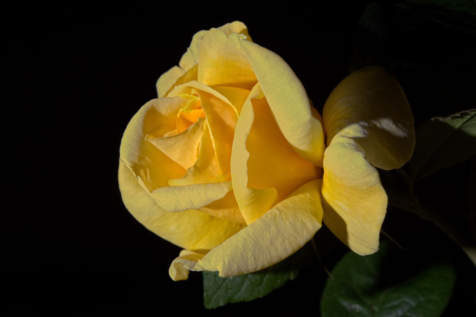 Nikon D810 sample photo. Yellow rose, yellow, rosa photography