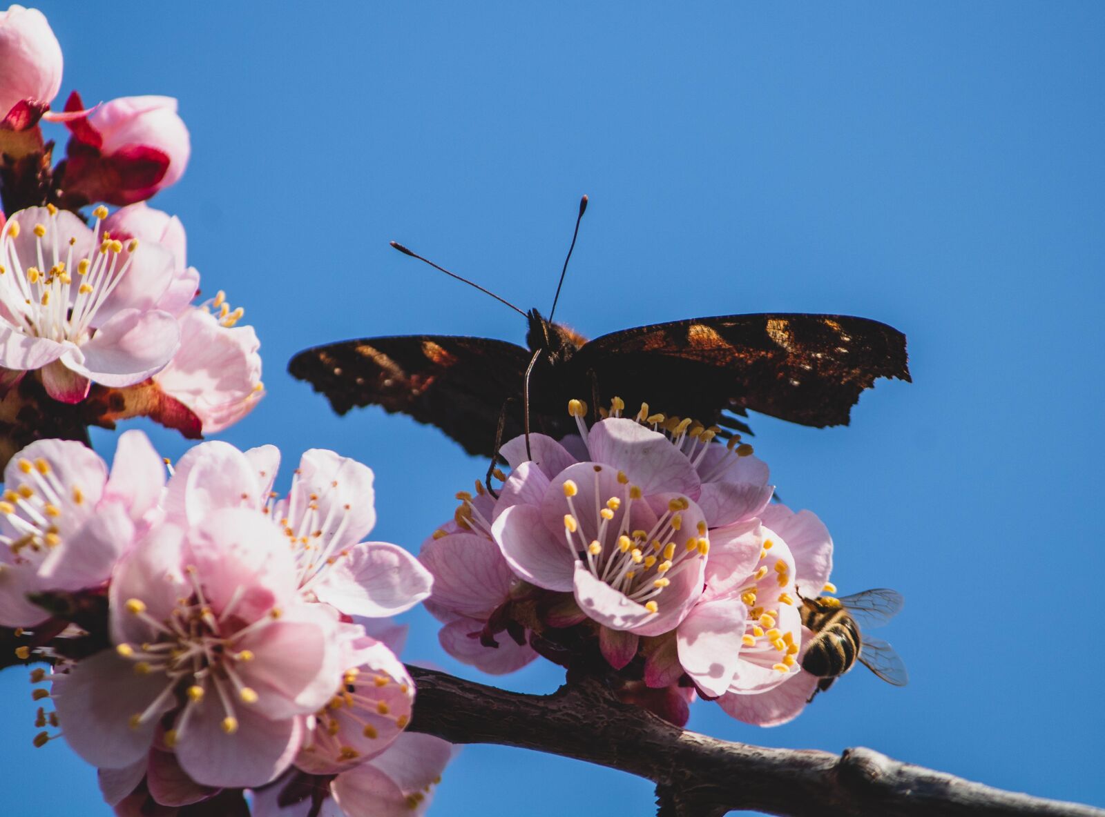 Canon EOS 1300D (EOS Rebel T6 / EOS Kiss X80) sample photo. Butterfly, blooming, bloom photography