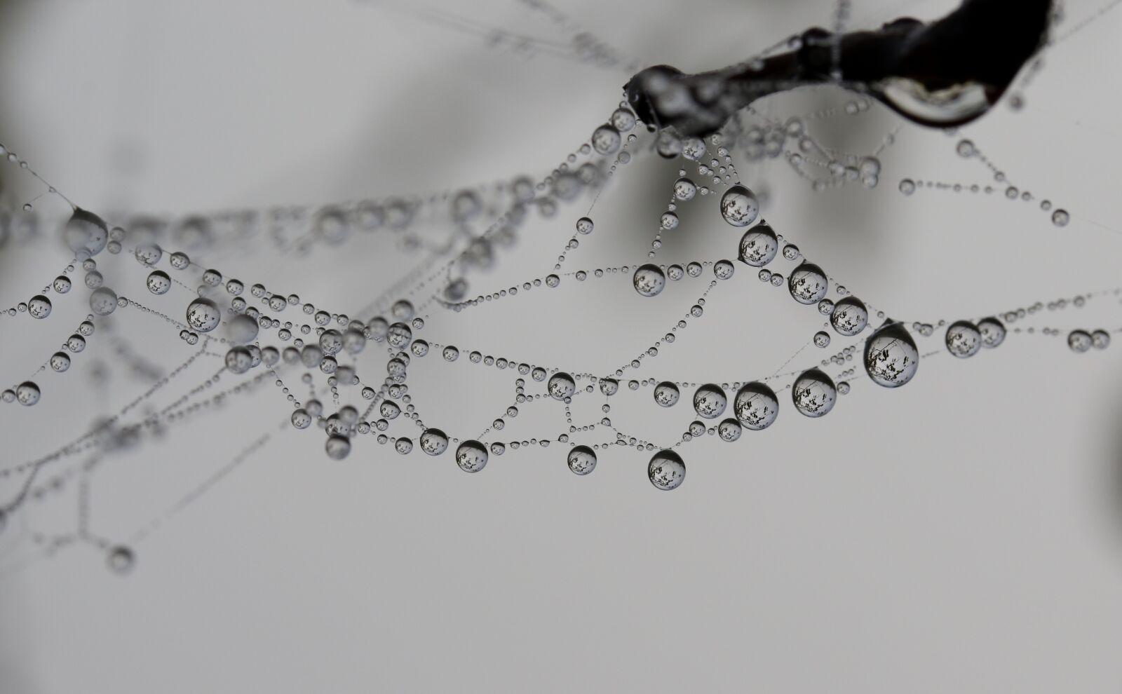 Canon EOS 7D Mark II + Canon EF-S 60mm F2.8 Macro USM sample photo. Spider web, wet, drops photography