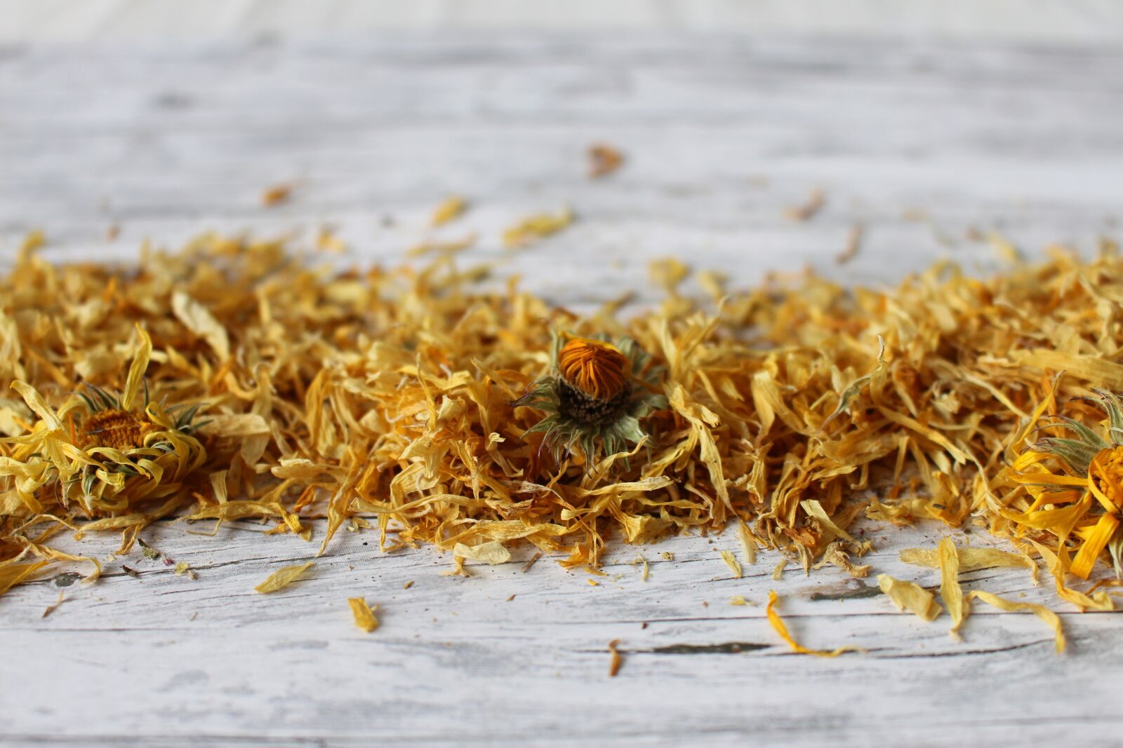 Canon EOS 700D (EOS Rebel T5i / EOS Kiss X7i) sample photo. Marigold, dry flower, trockenblume photography