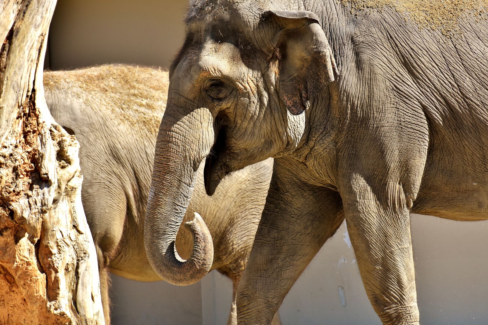 Nikon D7200 sample photo. Elephant, proboscis, sand photography