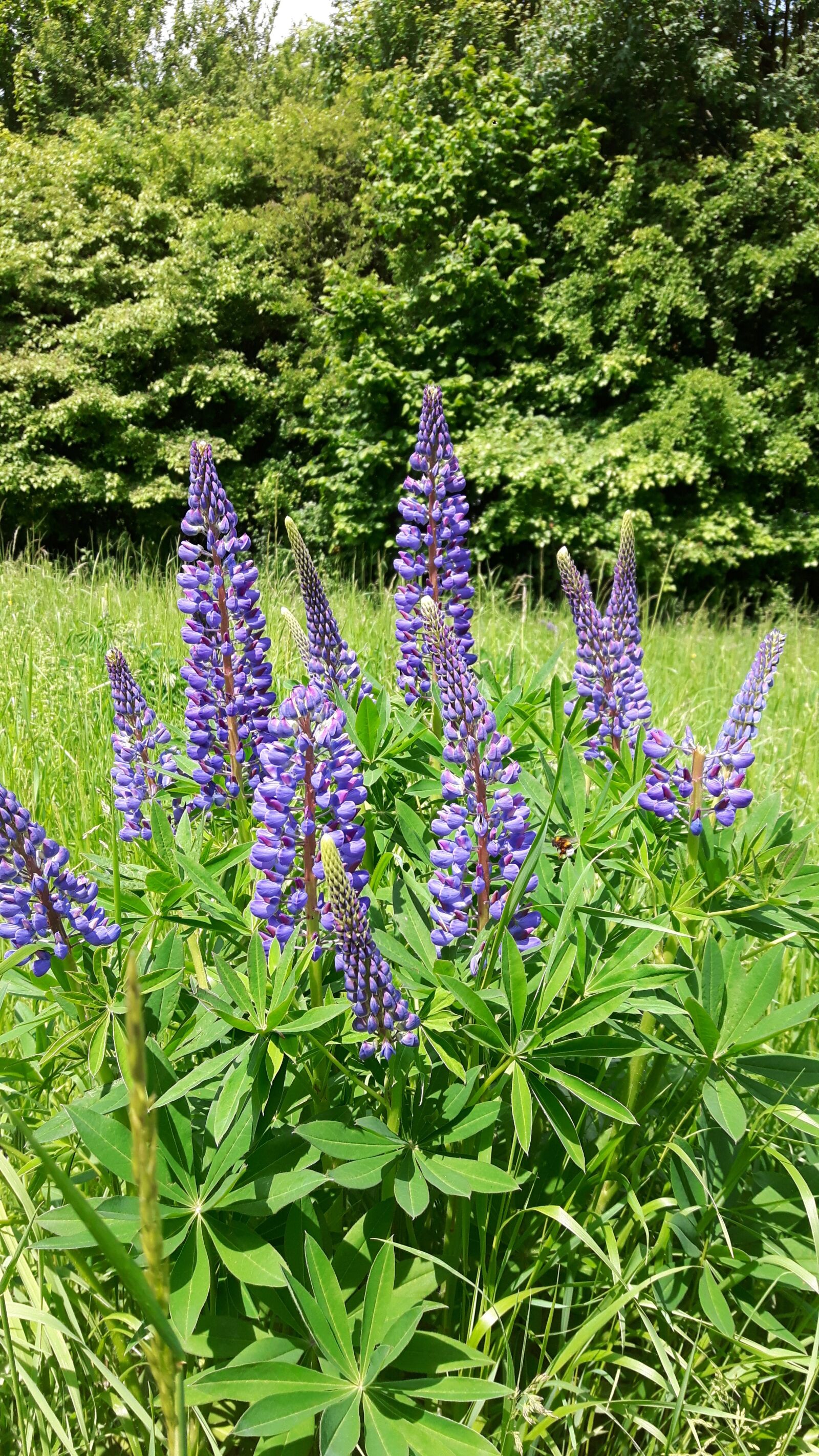Samsung Galaxy S5 Neo sample photo. Plant, flowers, lupins photography