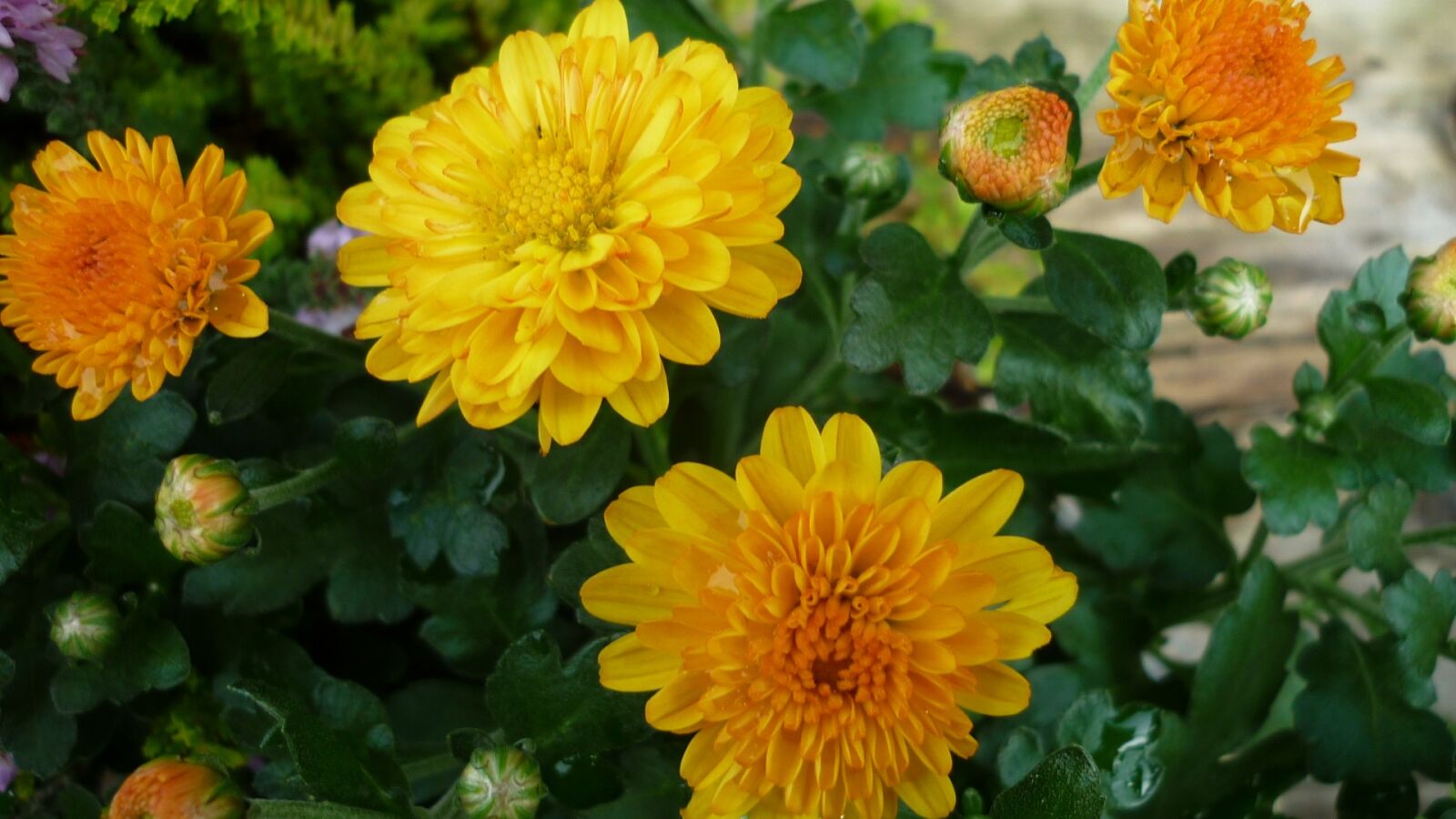 Panasonic Lumix DMC-FS6 sample photo. Herbstastern, flower, flowers photography