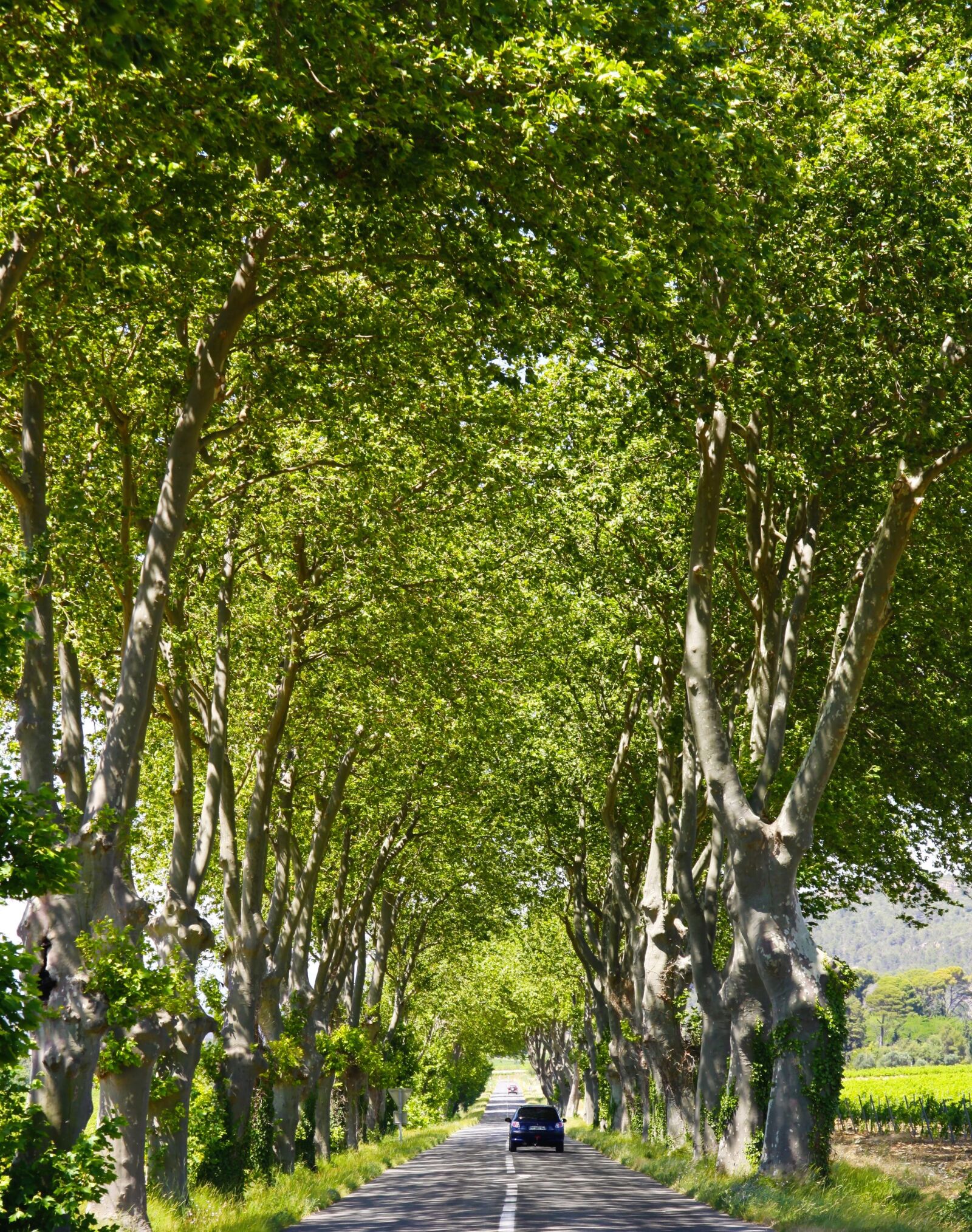 Canon EOS 50D sample photo. Tree line, road, france photography