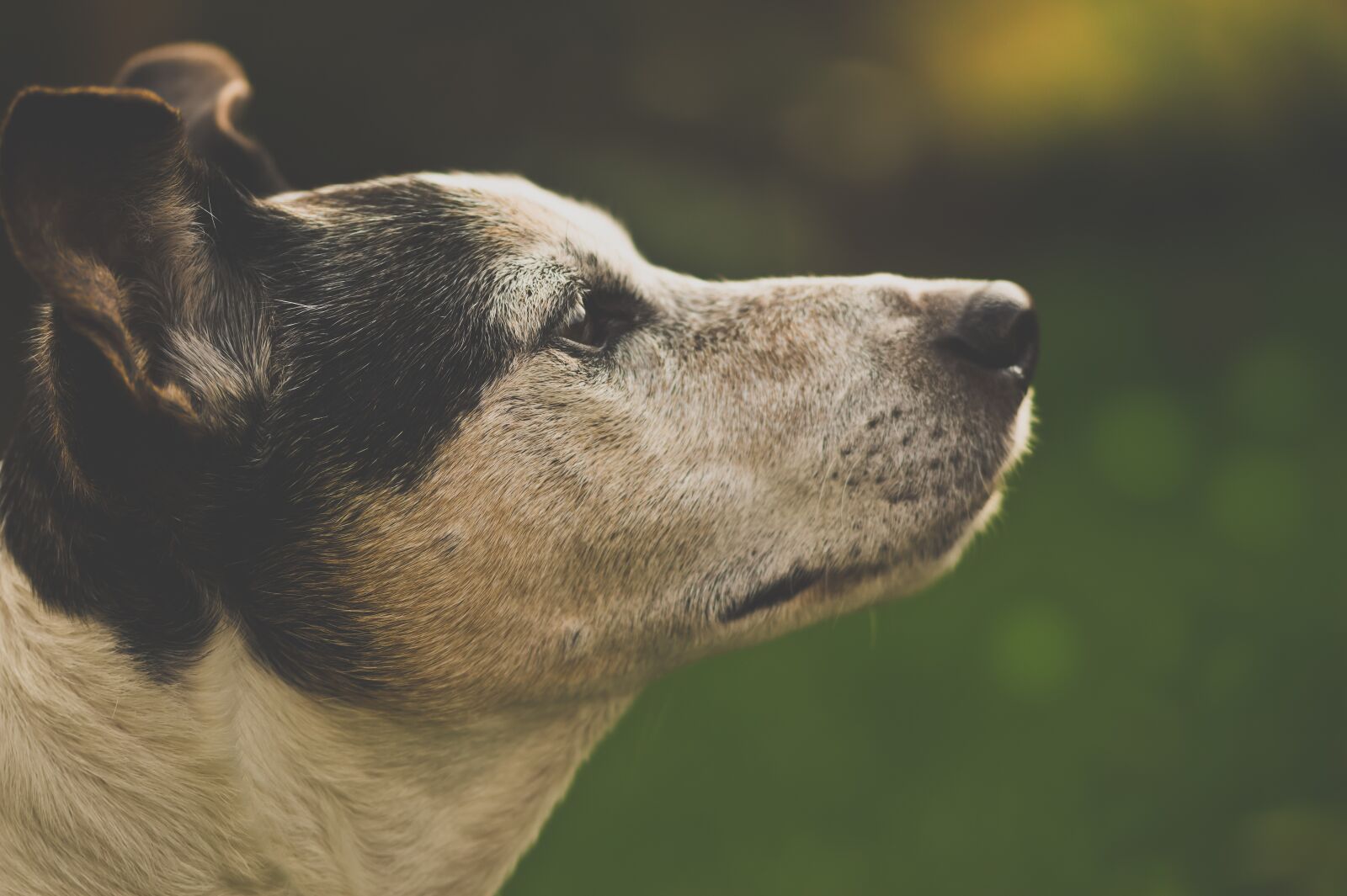 Sony SLT-A58 + 105mm F2.8 sample photo. Dog, pet, animal photography