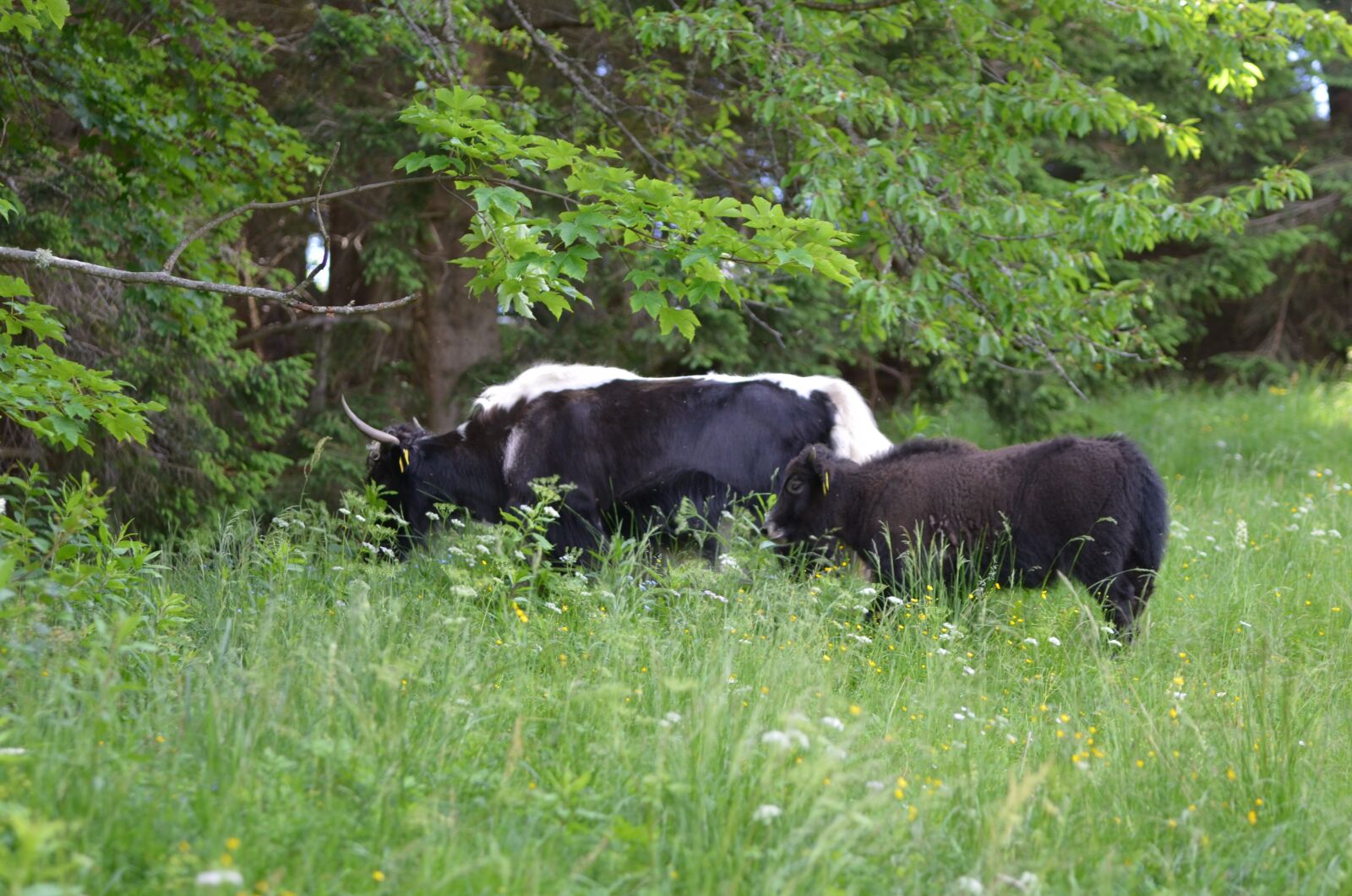 Nikon D7000 sample photo. Yak, beef, agriculture photography