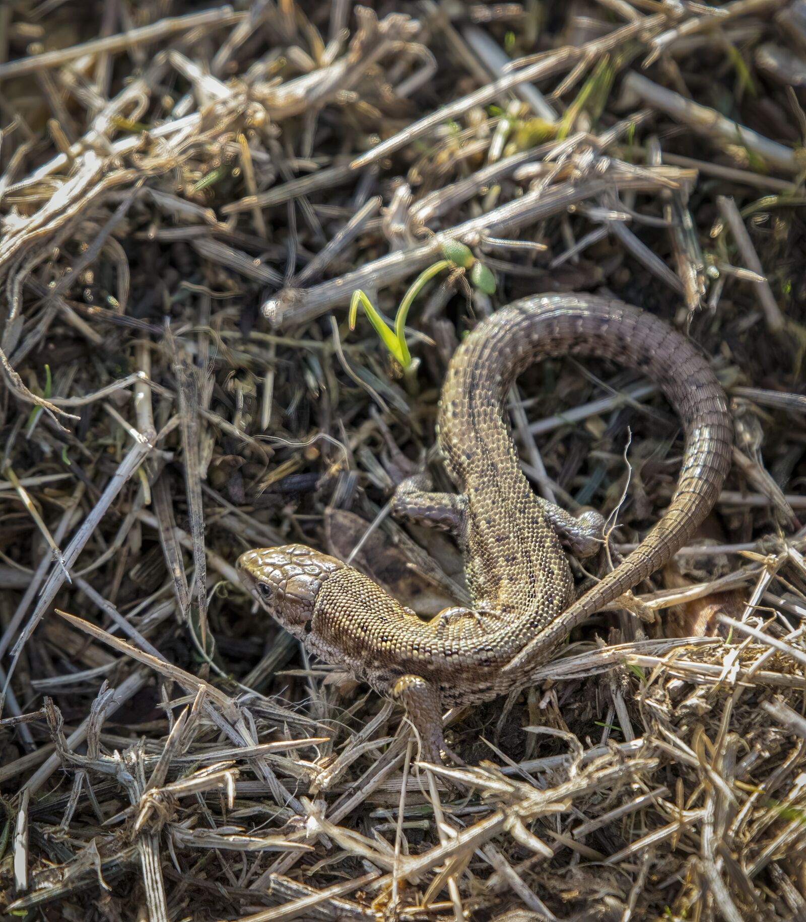 Sigma 100-400mm F5-6.3 DG OS HSM sample photo. Lizard, reptile, scales photography