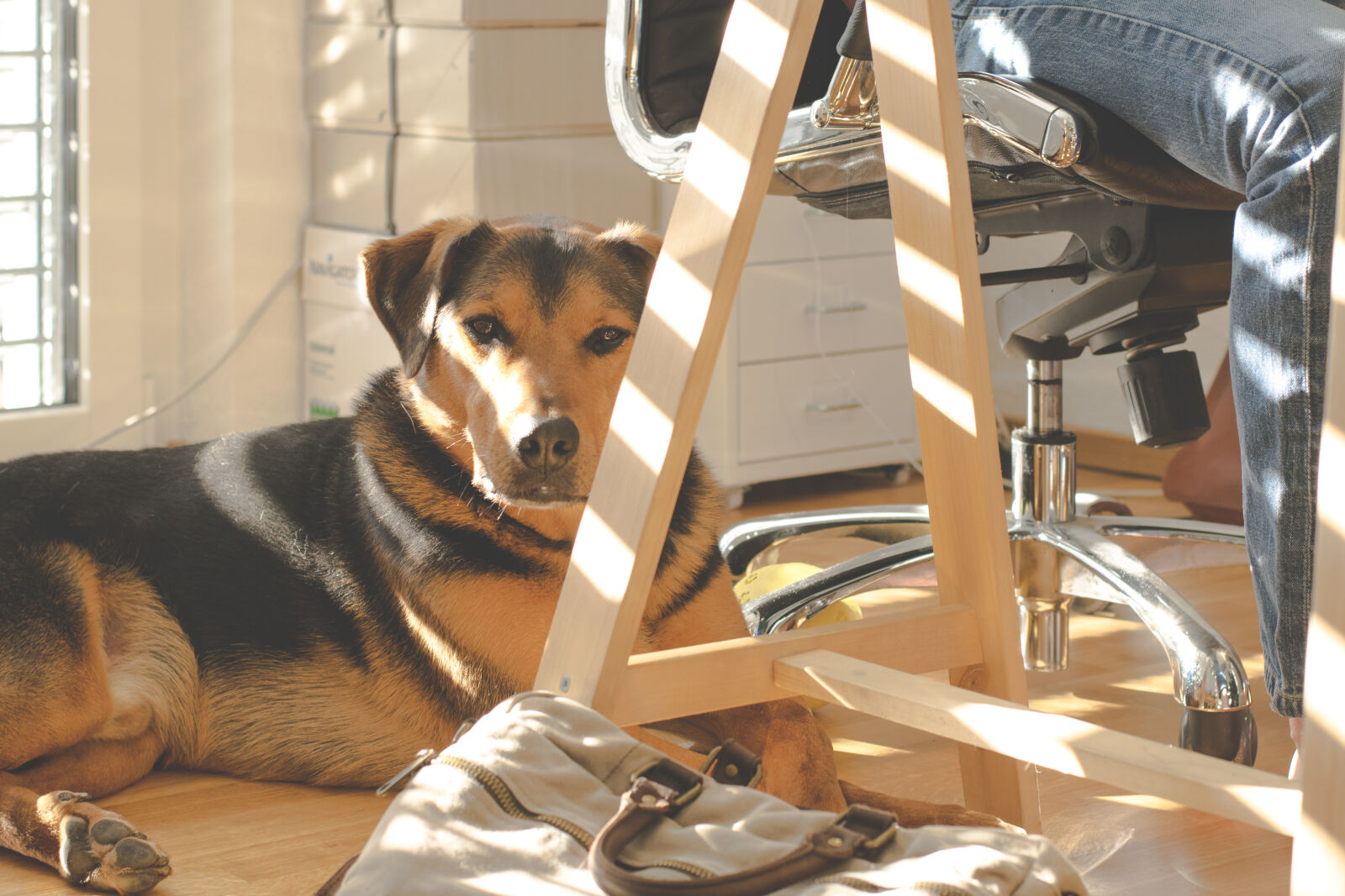 Nikon D5300 sample photo. Animal, canine, casual, chair photography