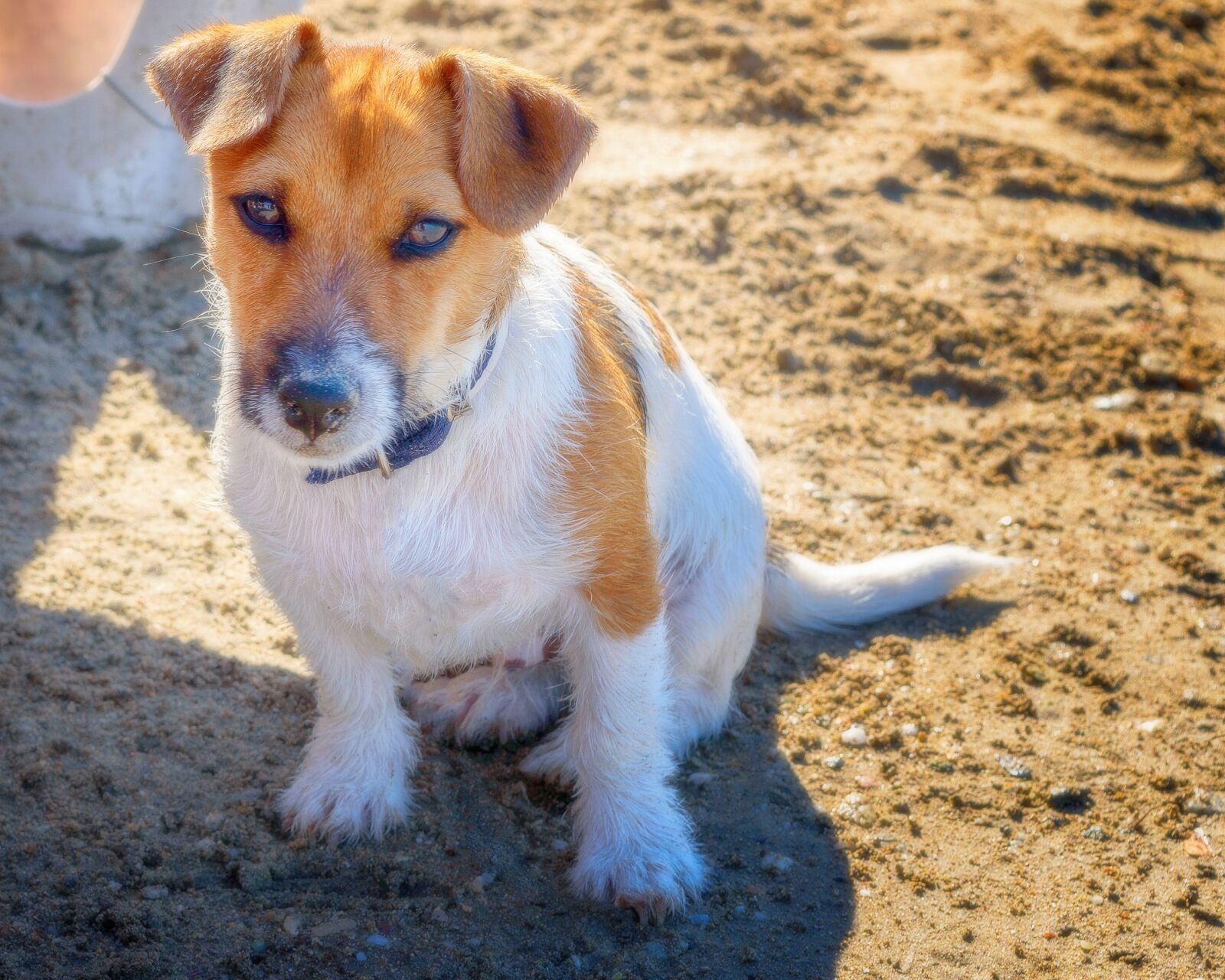 Nikon D3200 sample photo. Dog, pet, animal photography