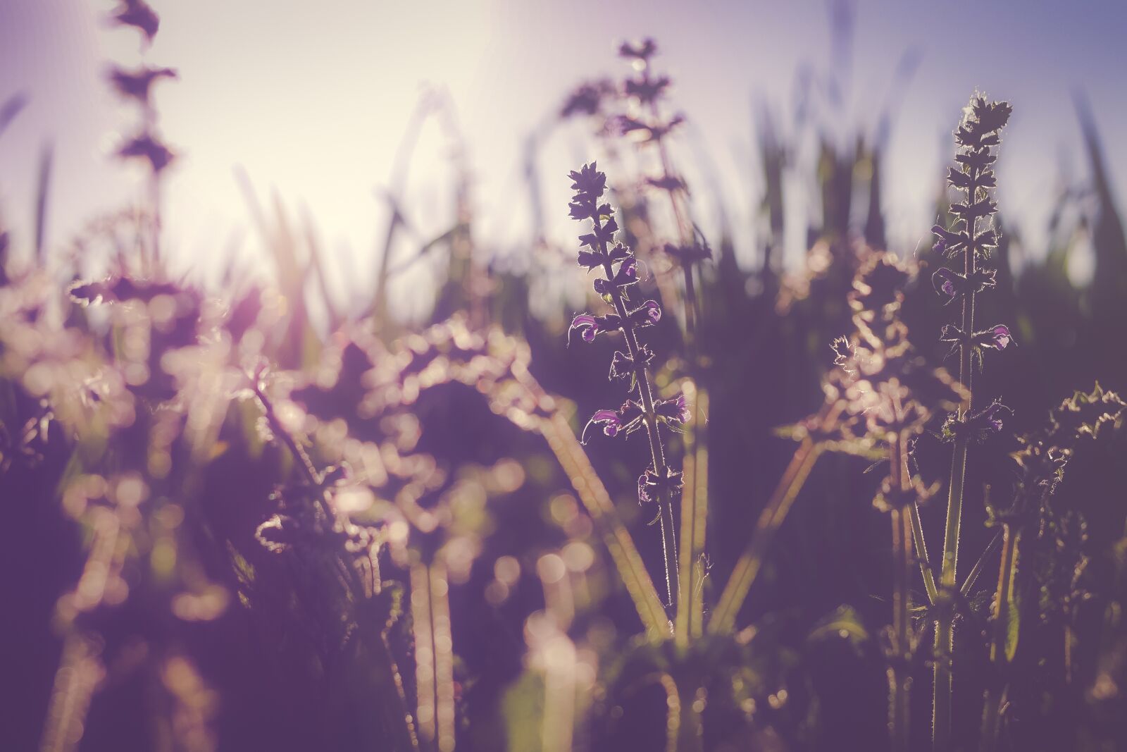 Samsung NX300 sample photo. Bloom, blossom, flora photography