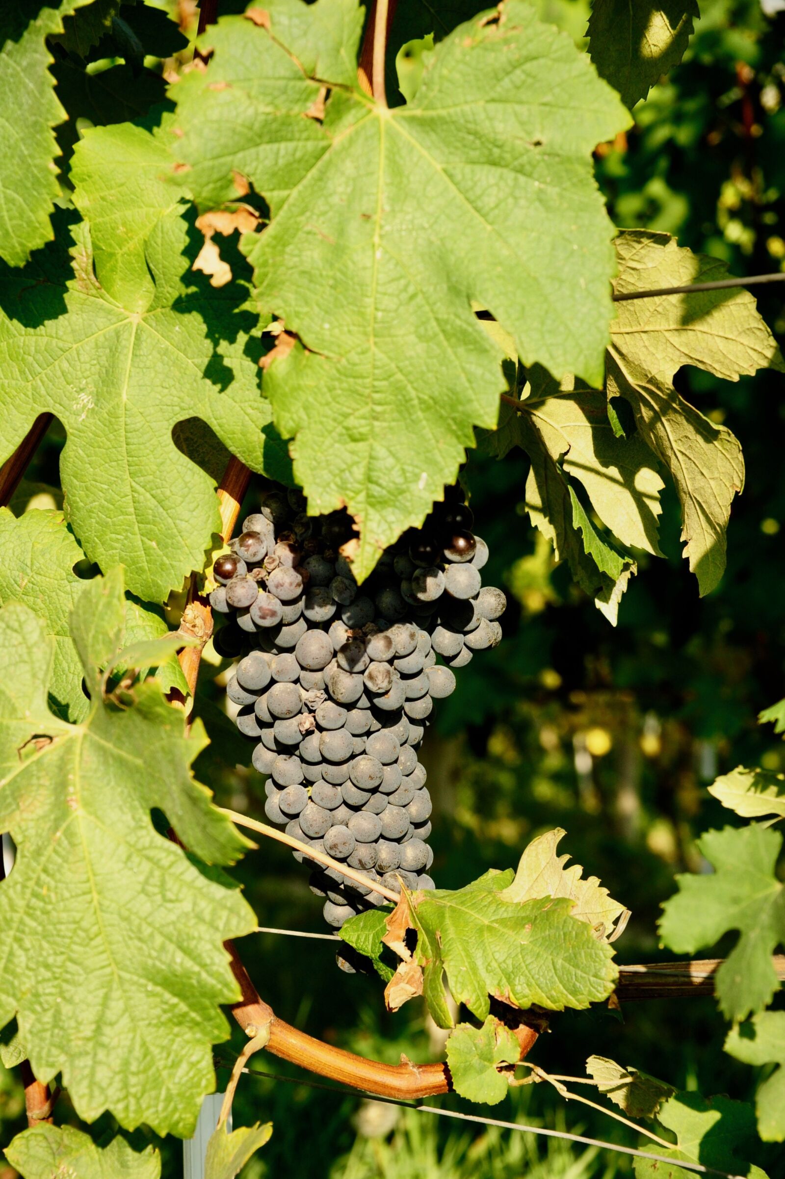 Nikon D700 sample photo. Wine, grape, grapes photography