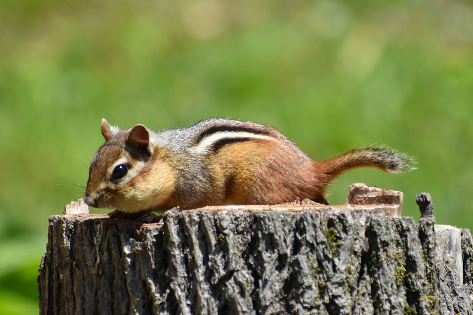 Nikon D5600 sample photo. Nature, wildlife, chipmunk photography