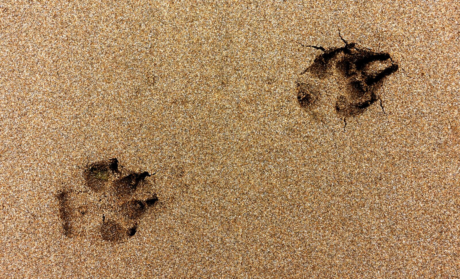 Sony DSC-RX100M5 sample photo. Paw, print, dog photography