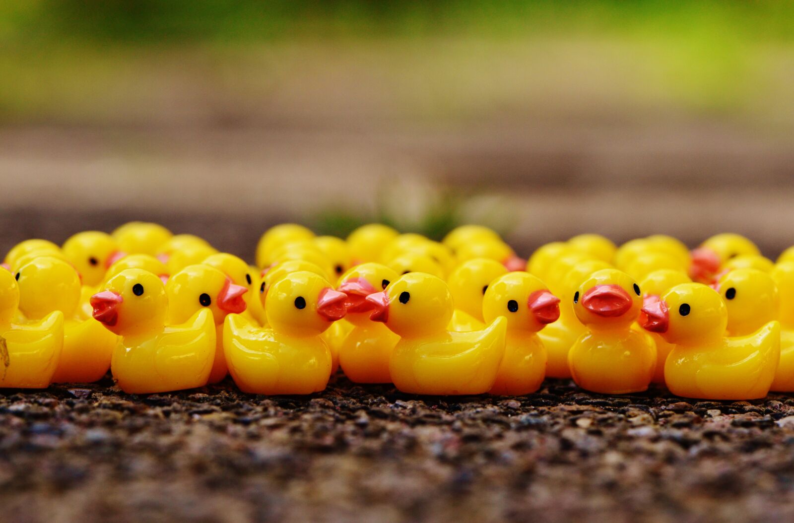 Nikon D3200 sample photo. Ducks, figures, group photography
