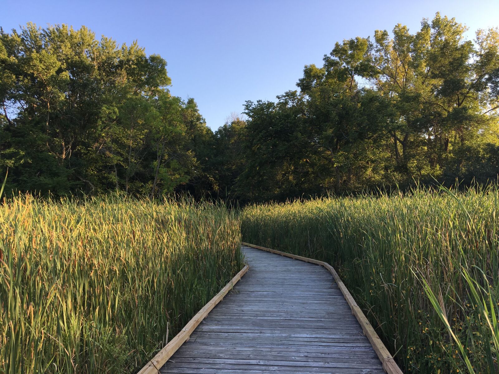 Apple iPhone 6s sample photo. Wetland, boardwalk, westwood hills photography