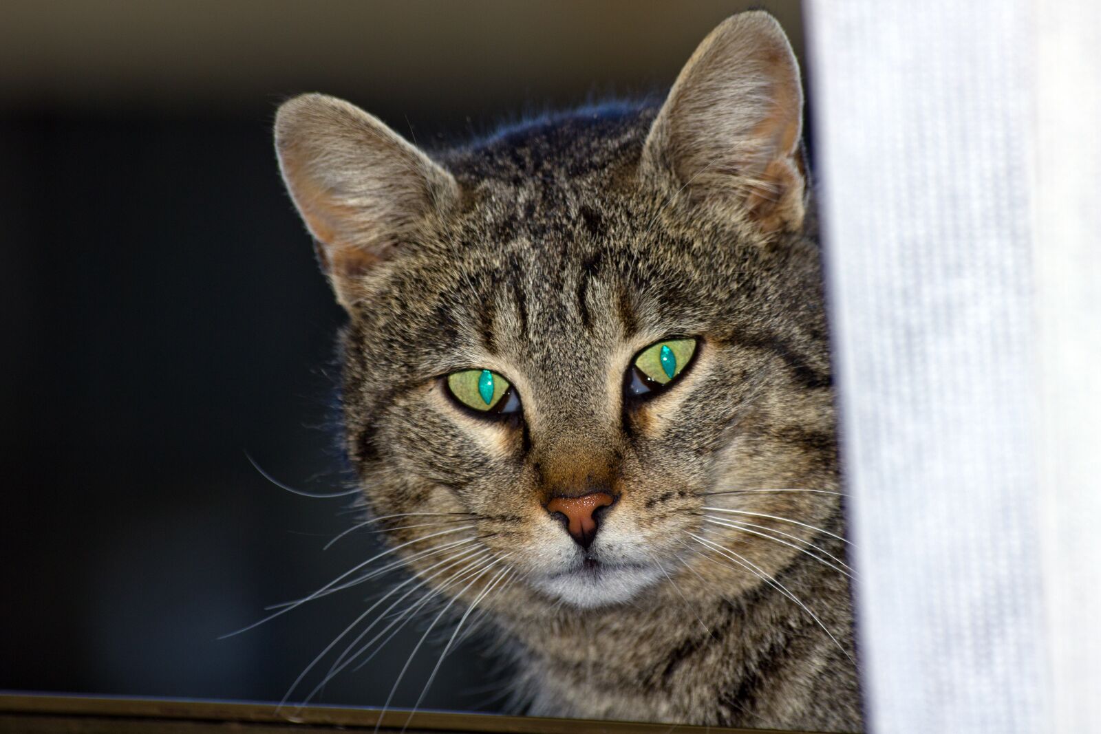 Canon EOS 550D (EOS Rebel T2i / EOS Kiss X4) sample photo. Cat, domestic, animal photography