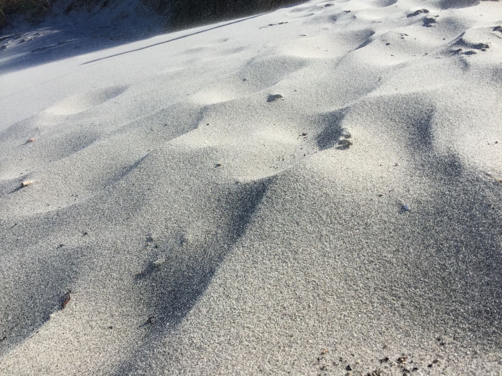 iPhone 6 back camera 4.15mm f/2.2 sample photo. North sea, dunes, sand photography
