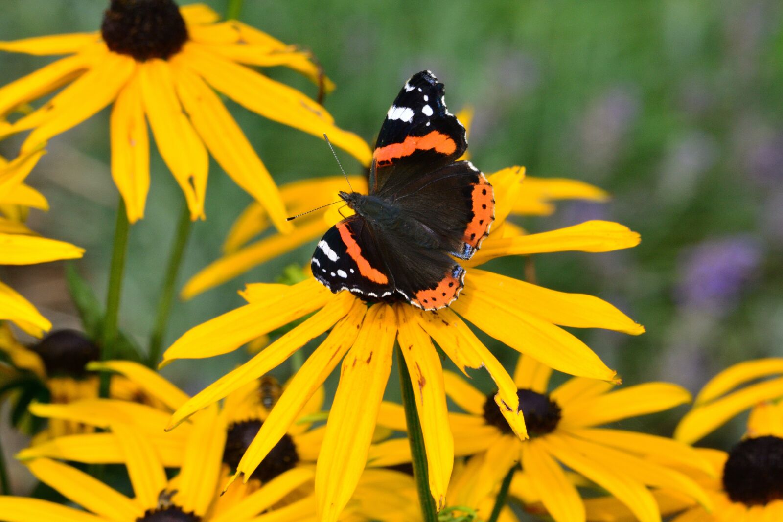 Nikon D5200 sample photo. Butterfly, summer, flower photography