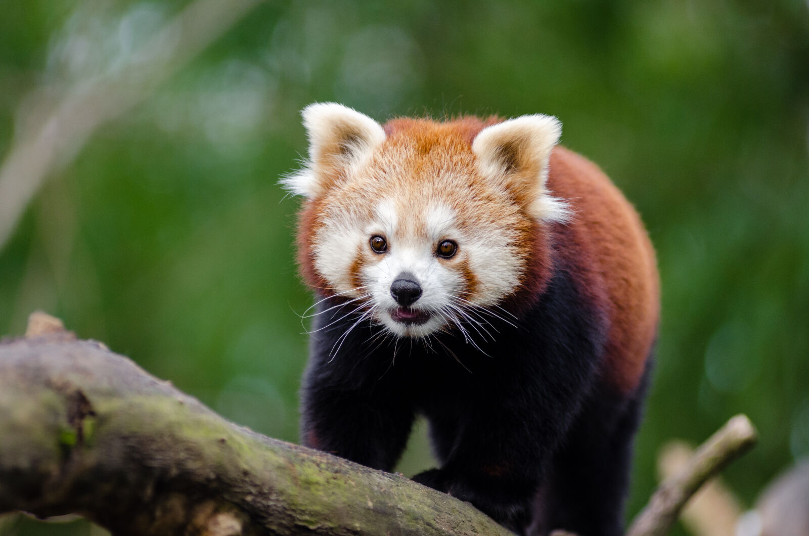 AF Zoom-Nikkor 80-200mm f/2.8 ED sample photo