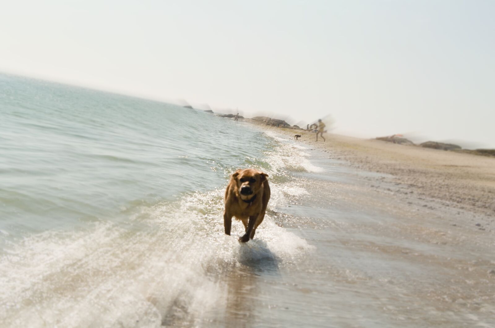 Pentax K20D sample photo. Beach, dog, runs photography
