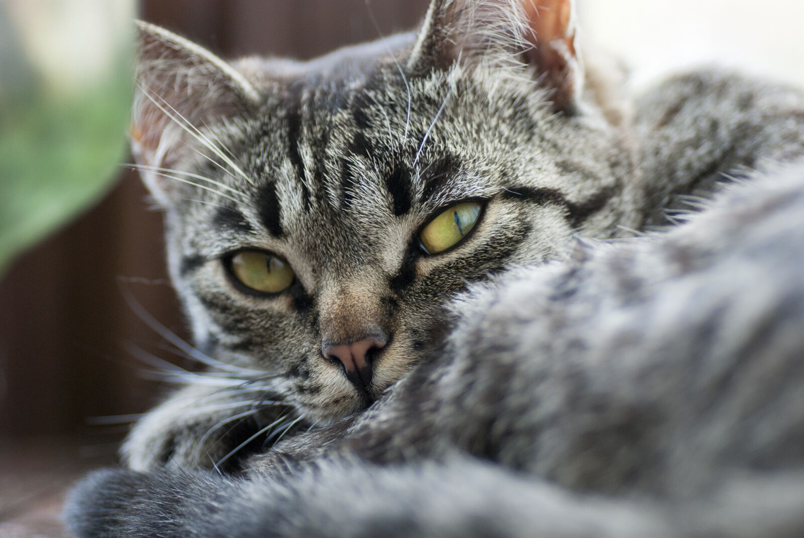 Nikon D80 sample photo. Cat, look, stripes photography
