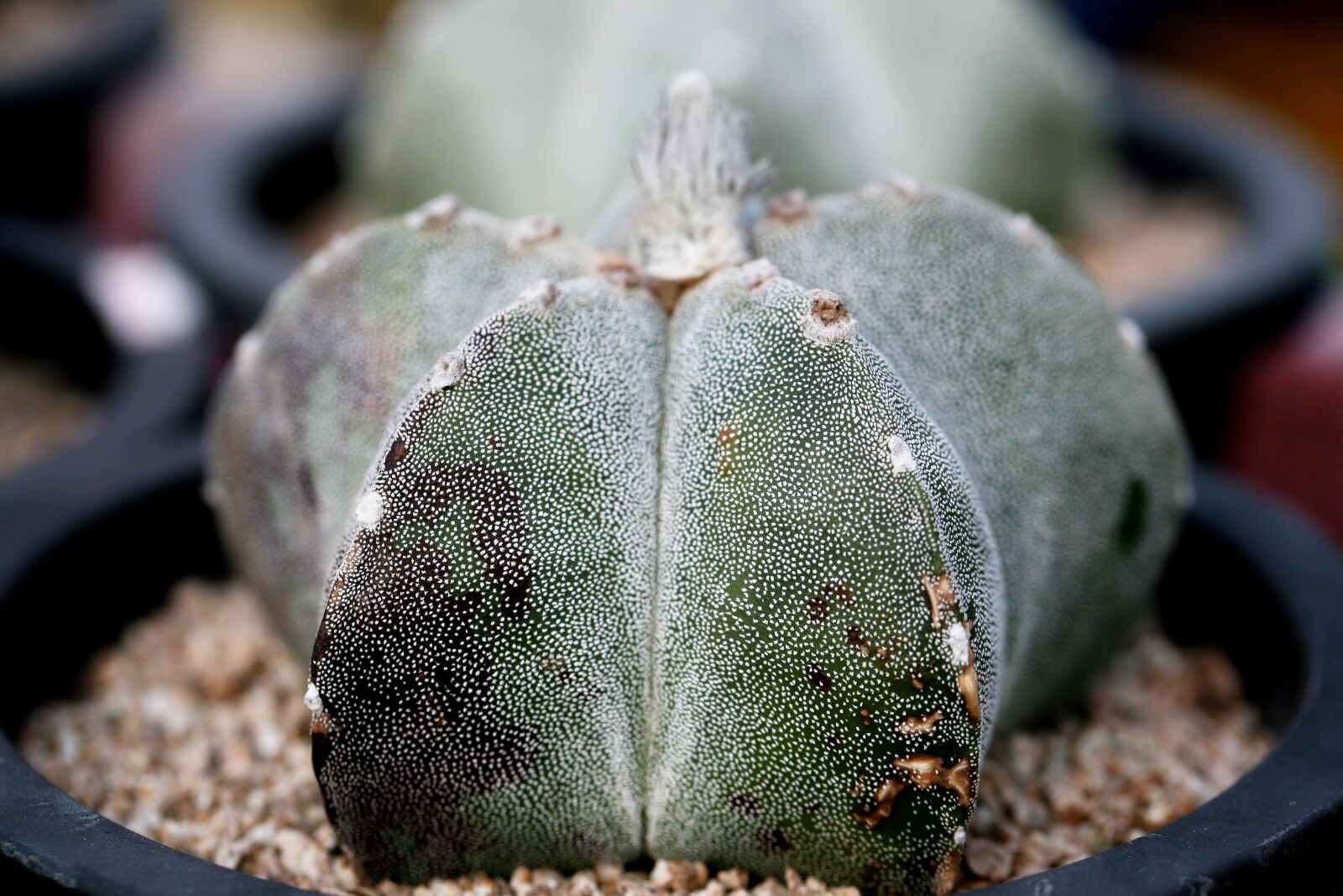 Canon EOS 5D sample photo. A fleshy plant, fleshy photography