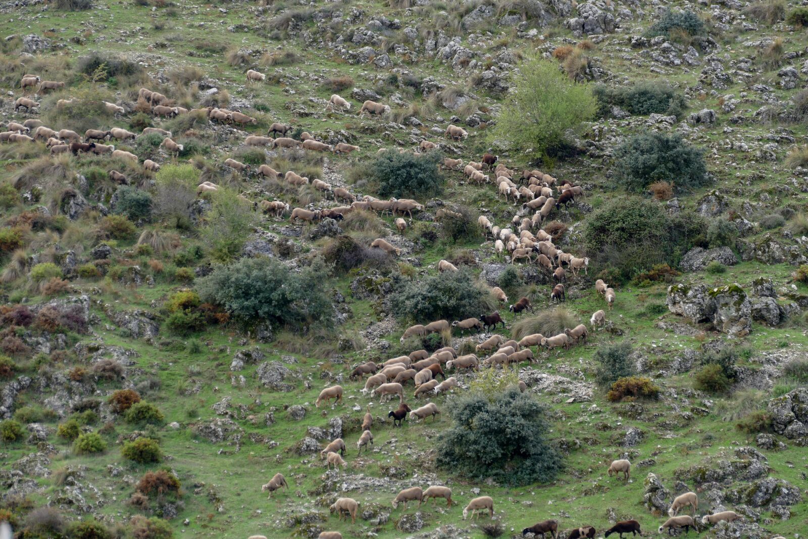 Panasonic Lumix DMC-FZ1000 sample photo. Sheep, mammal, fauna photography