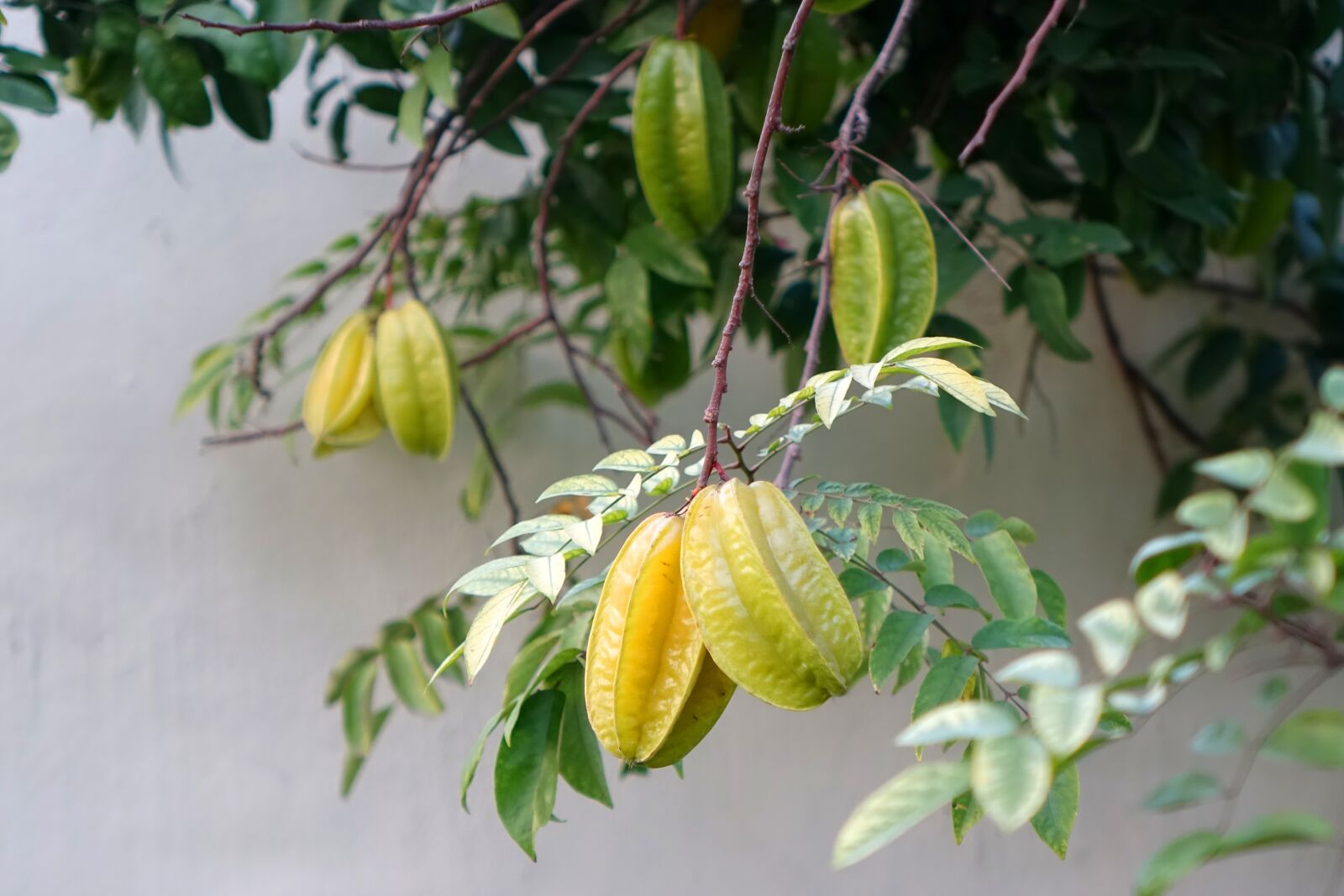 Sony Cyber-shot DSC-RX10 sample photo. Star fruit, carambola, summer photography