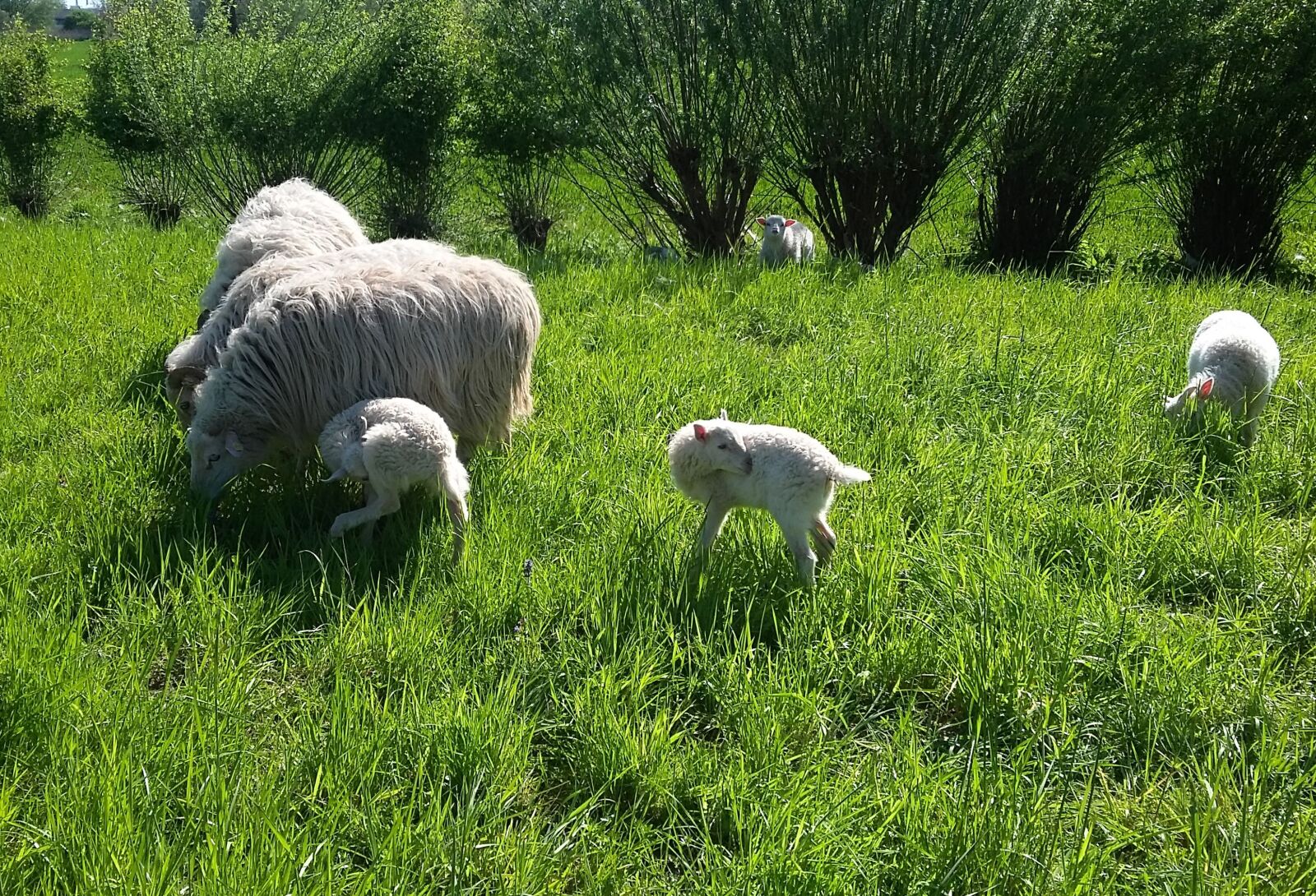Samsung Galaxy S4 Mini sample photo. Sheep, lamb, wool photography