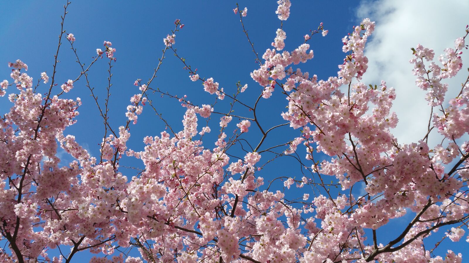 Samsung Galaxy Note4 sample photo. Flowers, sky, nature photography