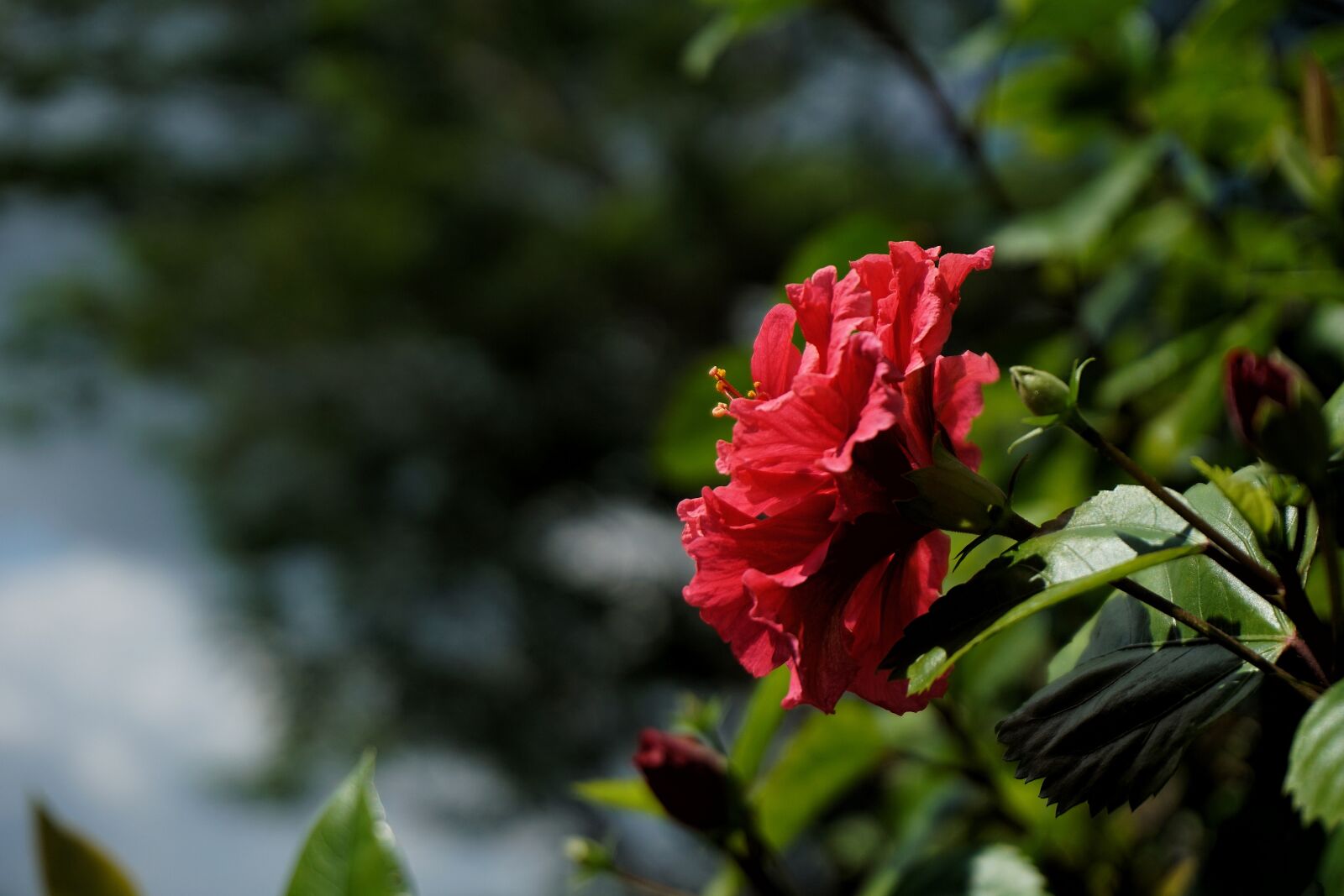 Sony E 16-50mm F3.5-5.6 PZ OSS sample photo. Flower, hibiscus, red photography