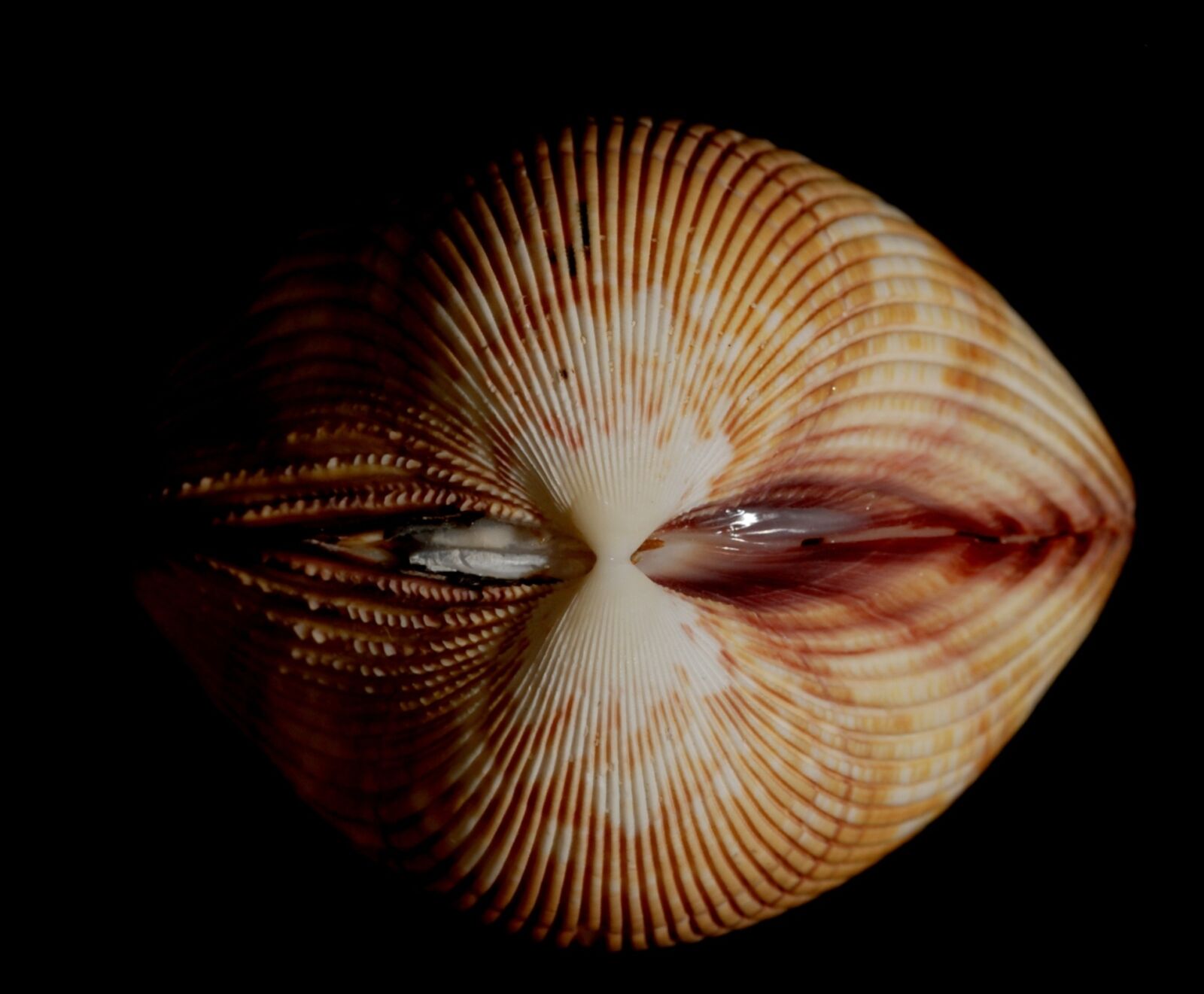 Nikon D200 sample photo. Mollusk, conch, seashell photography