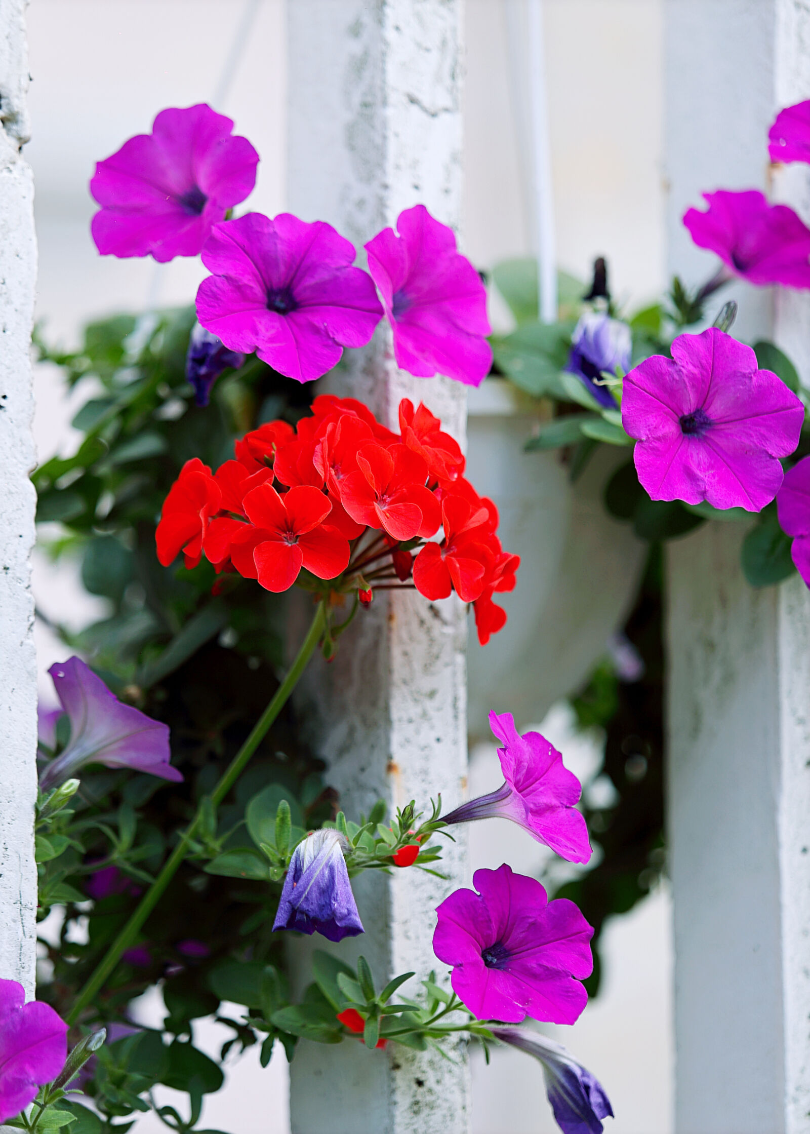 Canon EOS 6D + Canon EF 70-200mm F2.8L USM sample photo. Red, and, purple, petaled photography