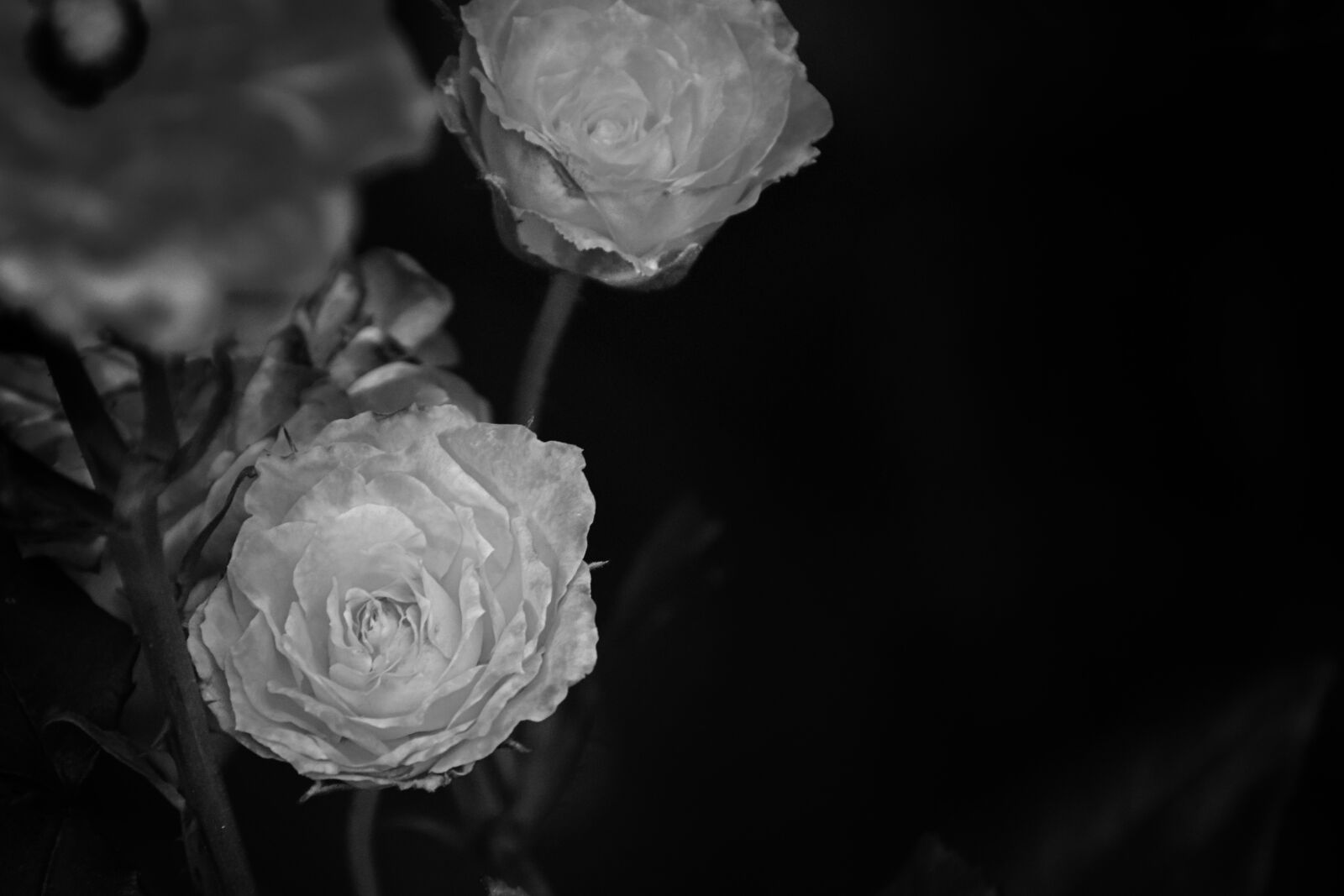 Nikon D5300 sample photo. Roses, black, white photography