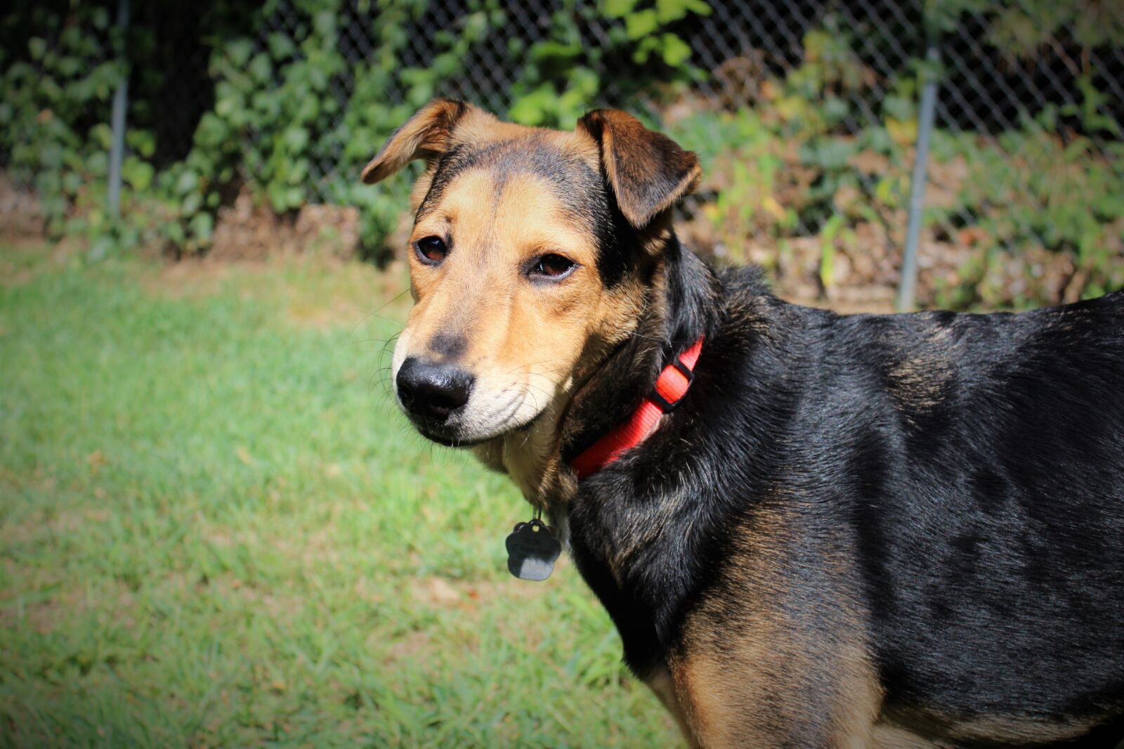 Canon EOS 1200D (EOS Rebel T5 / EOS Kiss X70 / EOS Hi) sample photo. Dog, rescue dog, shelter photography