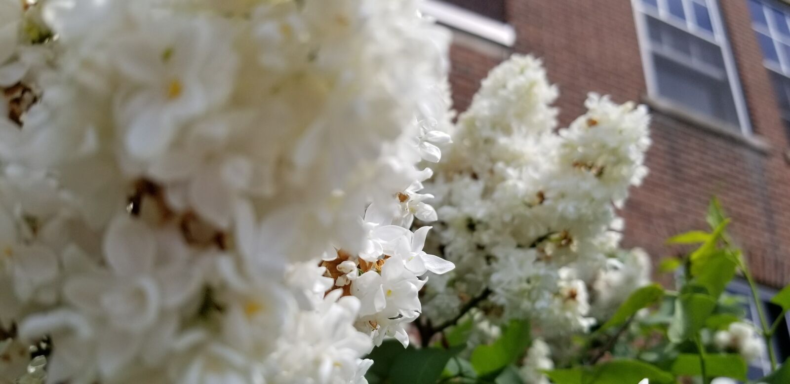 Samsung Galaxy S8 sample photo