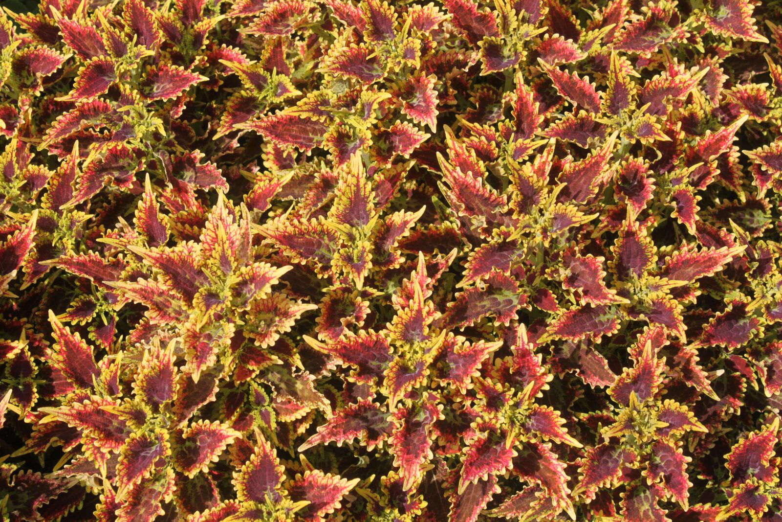Canon EOS 500D (EOS Rebel T1i / EOS Kiss X3) sample photo. Plant, foliage, gardening photography