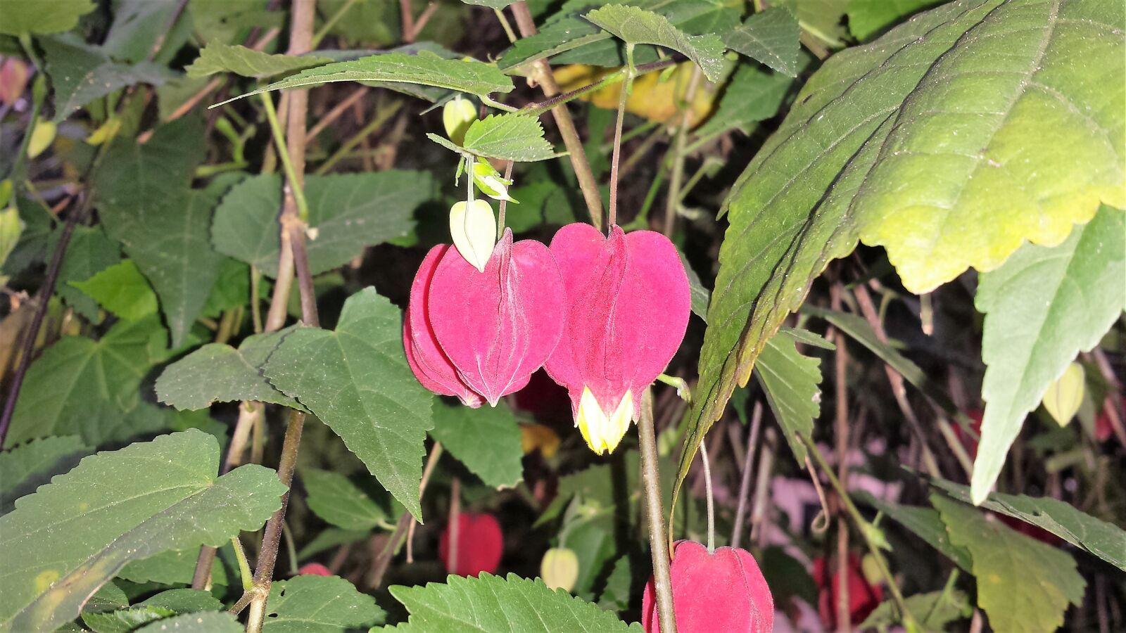 Samsung Galaxy S4 sample photo. Flores, natureza, primavera photography