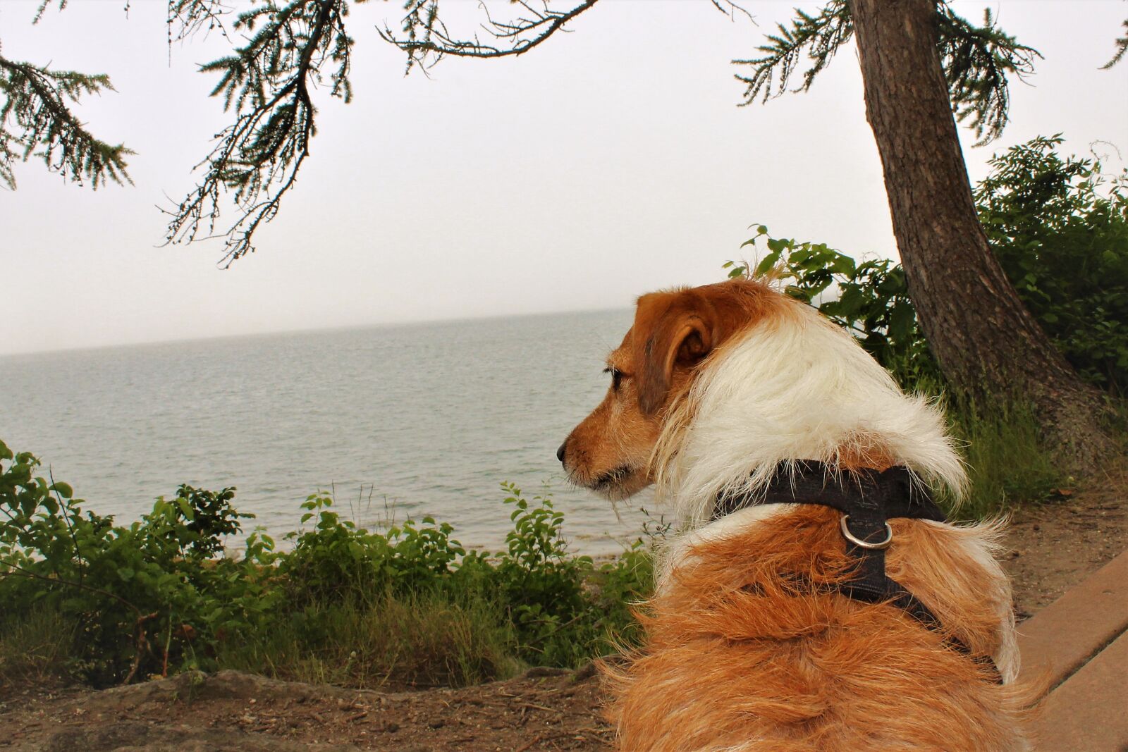 Canon EOS 1300D (EOS Rebel T6 / EOS Kiss X80) sample photo. Dog, looking, puppy photography