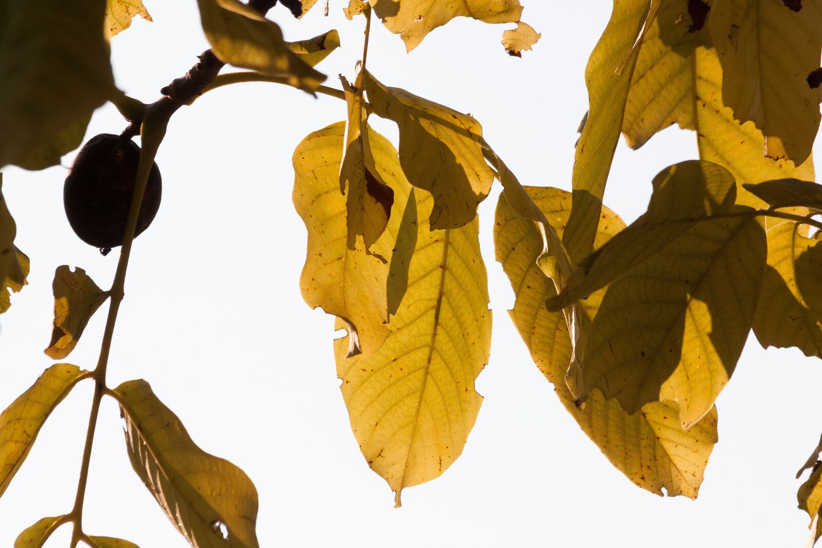 Canon EOS 50D sample photo. Leaf, autumn, walnut tree photography