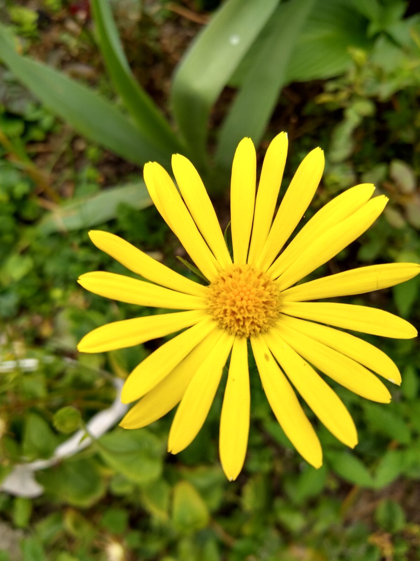 Motorola moto g(8) plus sample photo. Yellow, flower, park photography