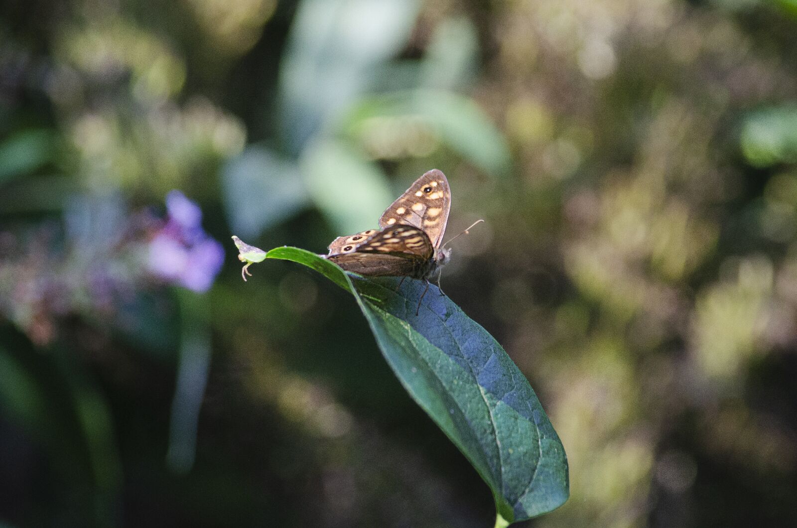 Nikon D7000 sample photo. Butterfly, nature, green photography