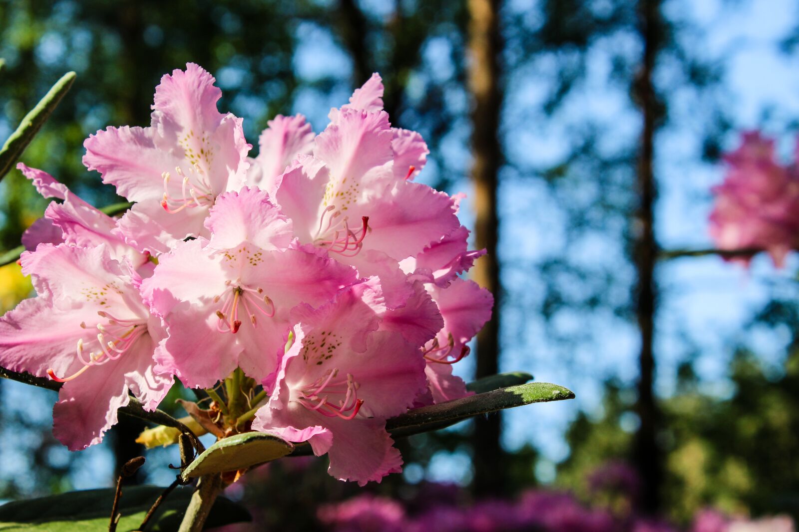 Canon EOS 1200D (EOS Rebel T5 / EOS Kiss X70 / EOS Hi) sample photo. Rhododendron, flower, sunny photography