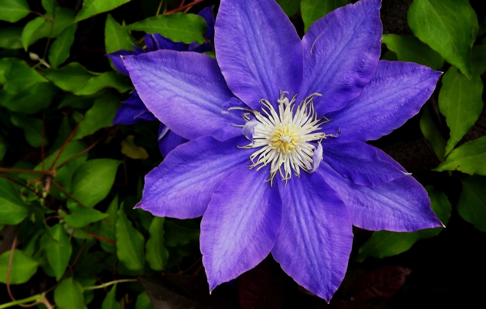 Fujifilm FinePix S3400 sample photo. Flower, clematis, blooming flower photography