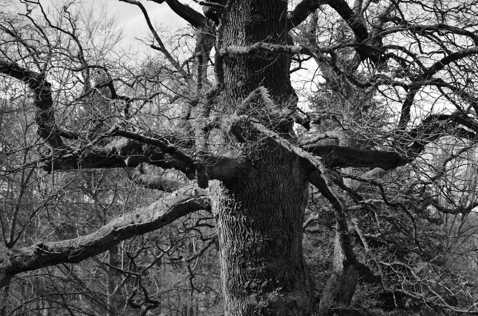 Nikon D5100 sample photo. Wood, forest, branch, winter photography