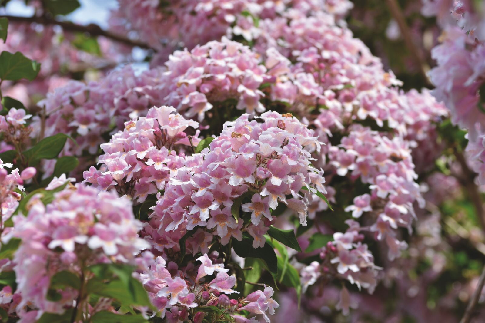 Nikon D7200 sample photo. Weigelien, geissblattgewaechs, ornamental shrub photography